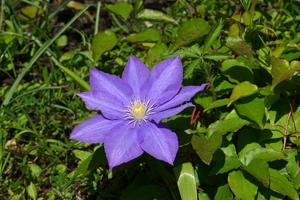 3035-05268643 Tower Hill Botanic Garden, MA.JPG - Clamatis (Clamatis florida). New England Botanic Garden at Tower Hill, MA, 5-26-2025
